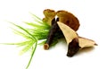 Herbal Medicine lingzhi Royalty Free Stock Photo